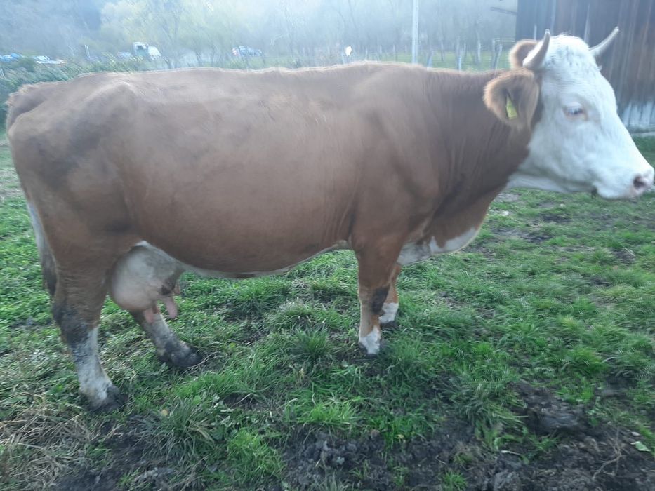 Vând vacă 10 ani, foarte bună de lapte.