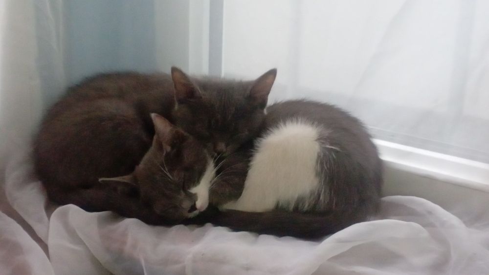 Милые котята ищут дом Алматы, Турксибский район

Описание:
Три