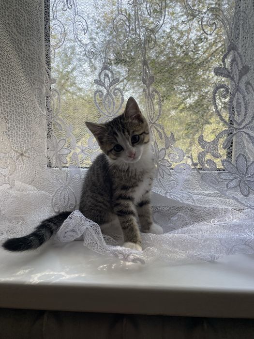 Отдам котенка(девочка)