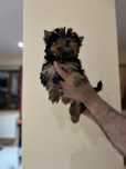Yorkshire terrier baietel