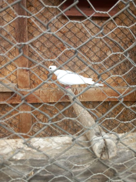 Turturele râzatoare