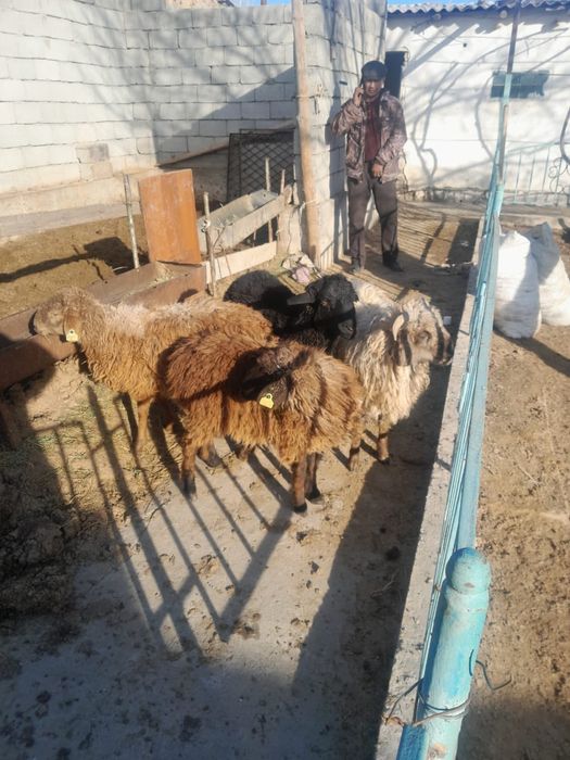 Козылар сатылады. Еркек