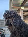 Pudel pitic, caniche