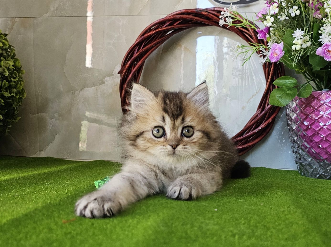 Дългокосмести златни котенца
