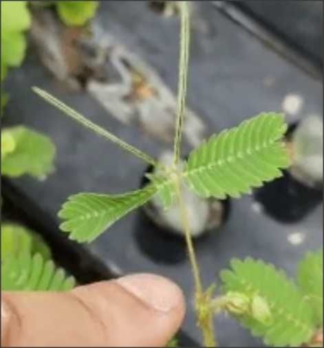20 seminte Mimosa pudica (mimoza) - frunzele se misca la atingere