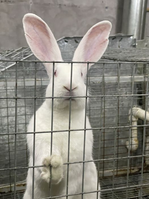 Hikol quyonlari sotiladi