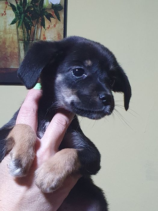 Подарявам сладки кученца