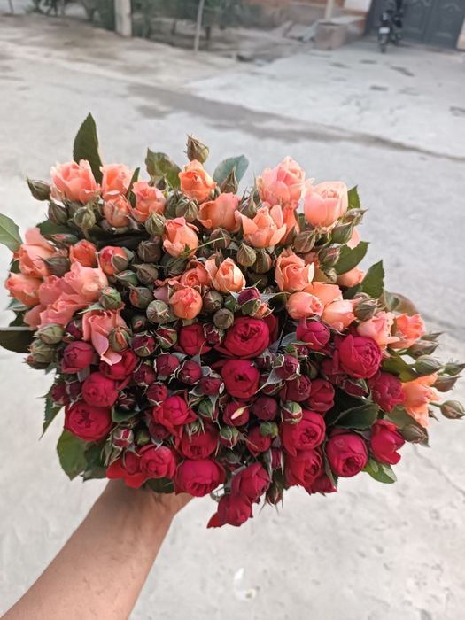 Atirgul koʻchatlari sotiladi