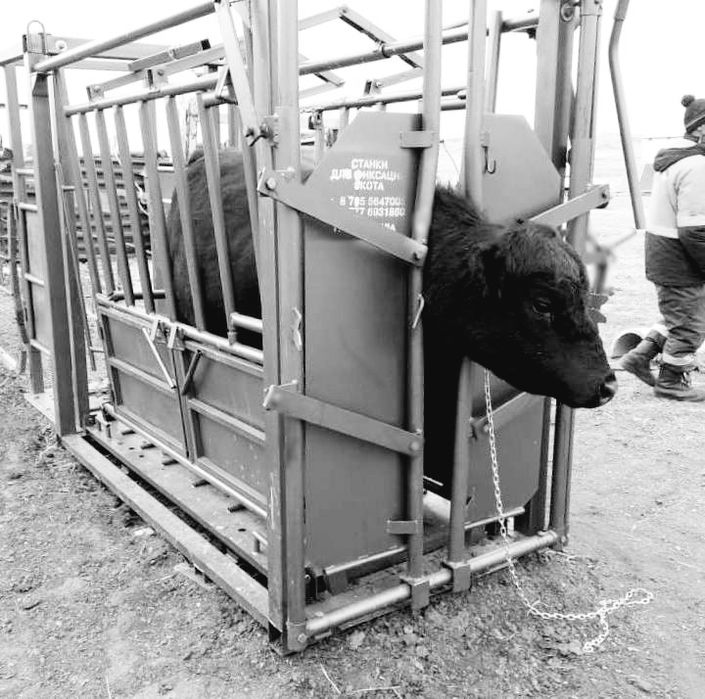 Станок для фиксации скота (лошадей, КРС, жылқы, мал) передвижной