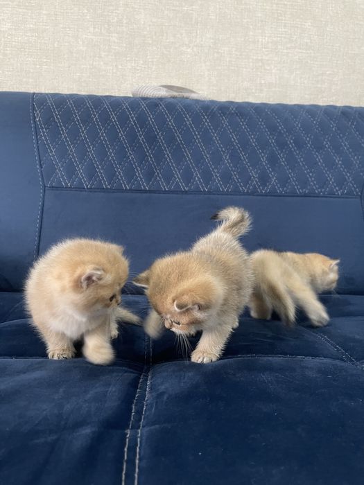 Шиншиллы британские