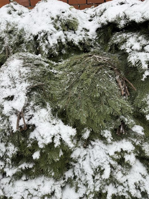 Лапник пихта банч пихтовый веник пихтовый