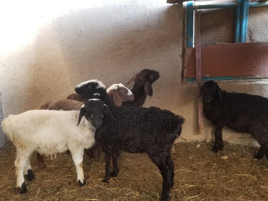 4 5 oylik ekiz barachalar 5ta xamasi quchqor