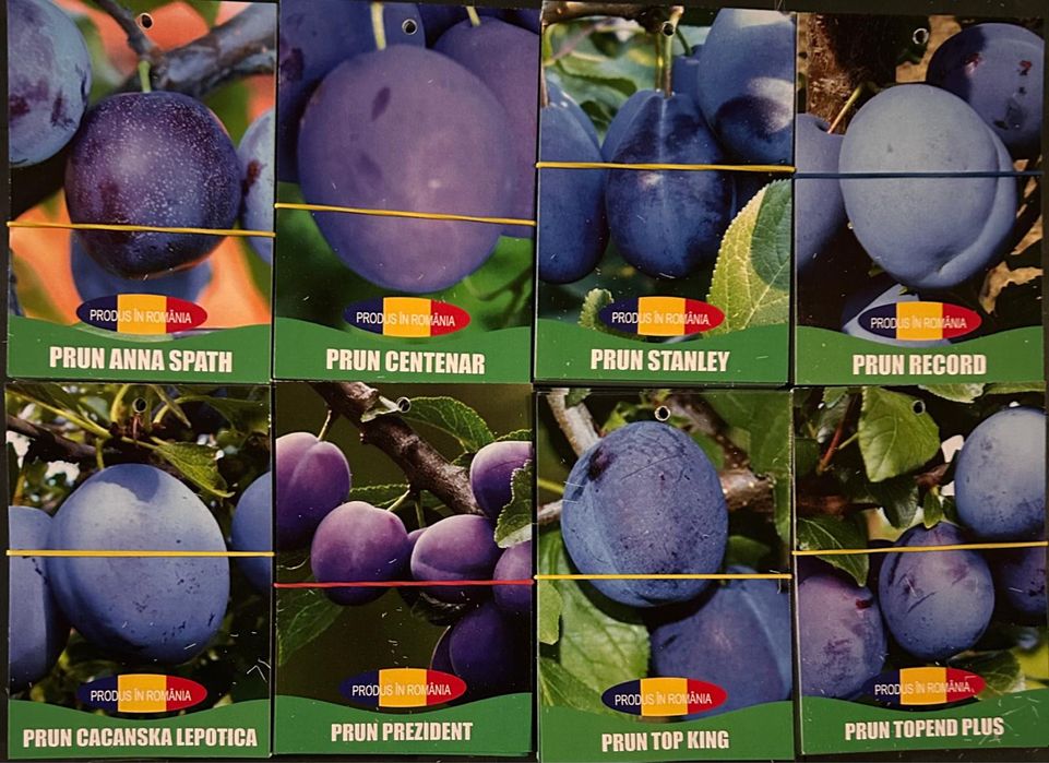 Pomi fructiferi certificati si ambalati