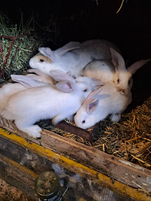 Vand iepuri secui cu fluture