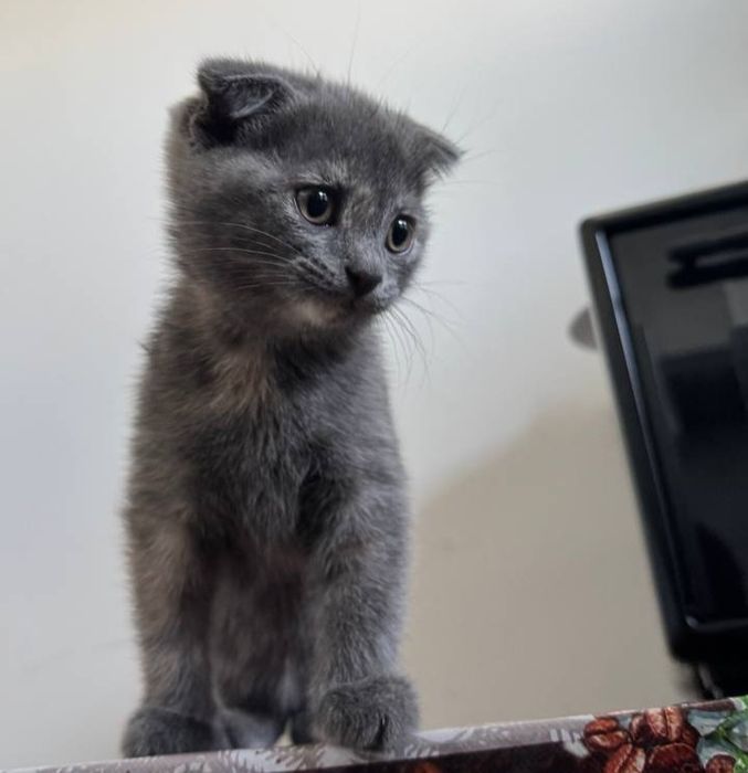 Scottish fold 2 oylik
