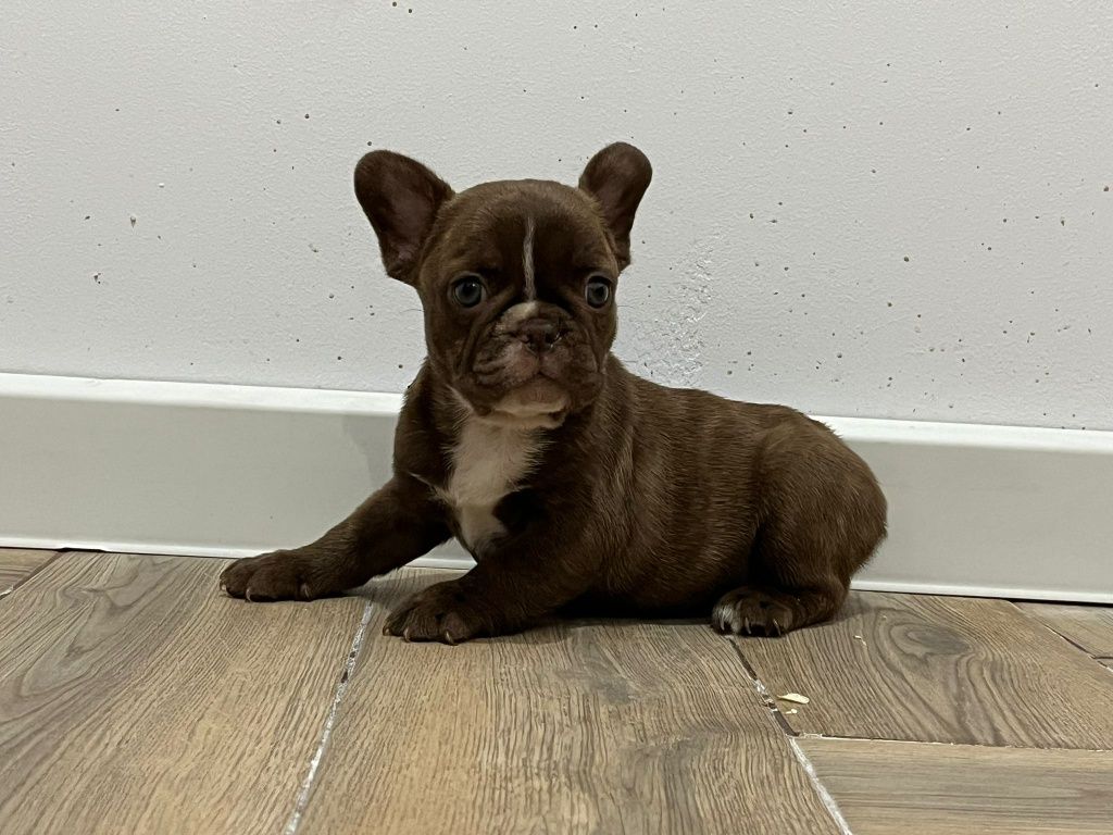 Vând puisor bulldog francez