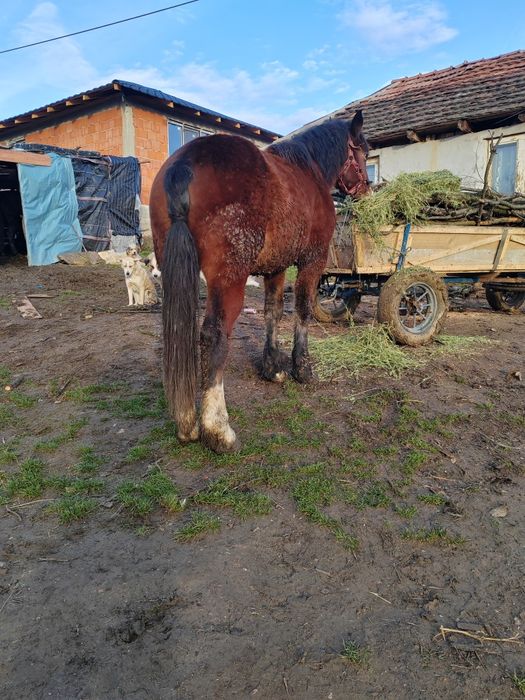 Mânz de vânzare sau schimb