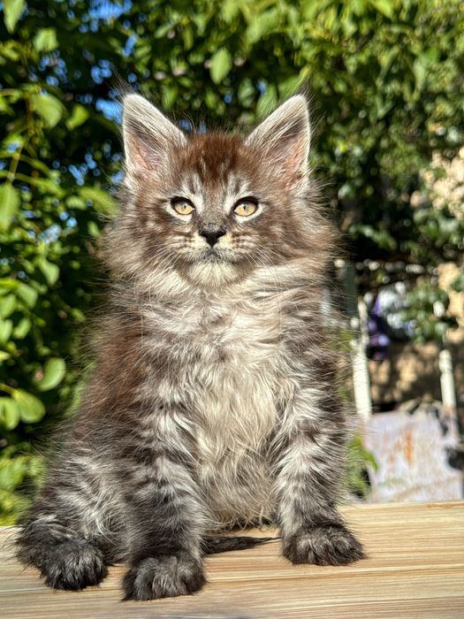 Мейн Куун Maine coon предлага котенца шоу-клас