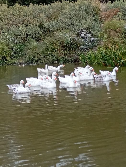 Vind gâște rominesti