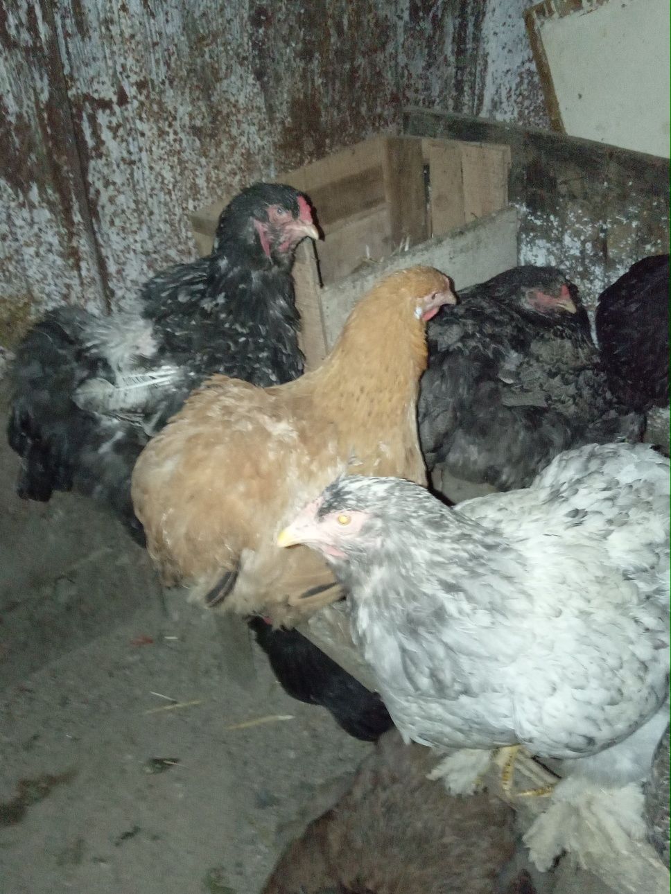 Продам яйца породы брама для разведения цыплят