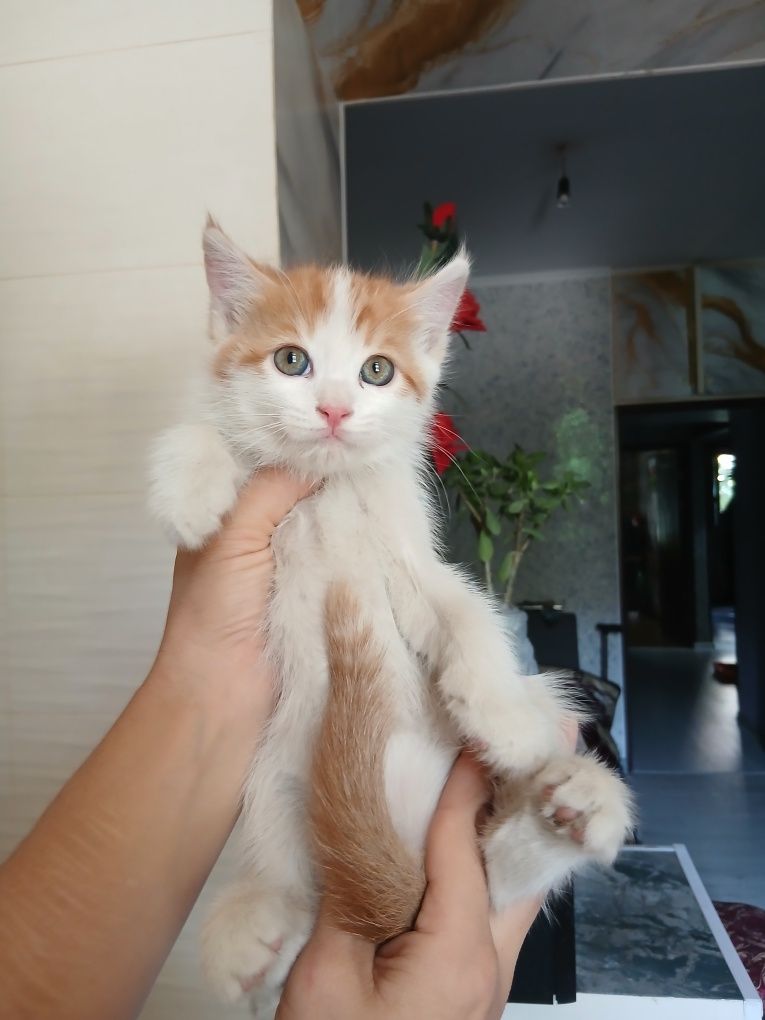 Срочно продам котят породистые