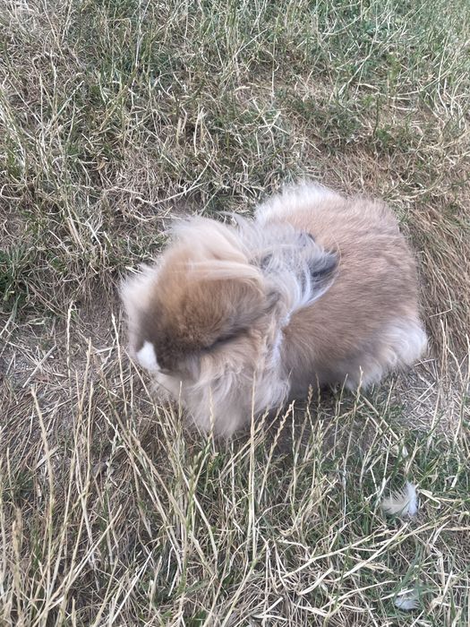 Vând iepuraș cap de leu mascul!