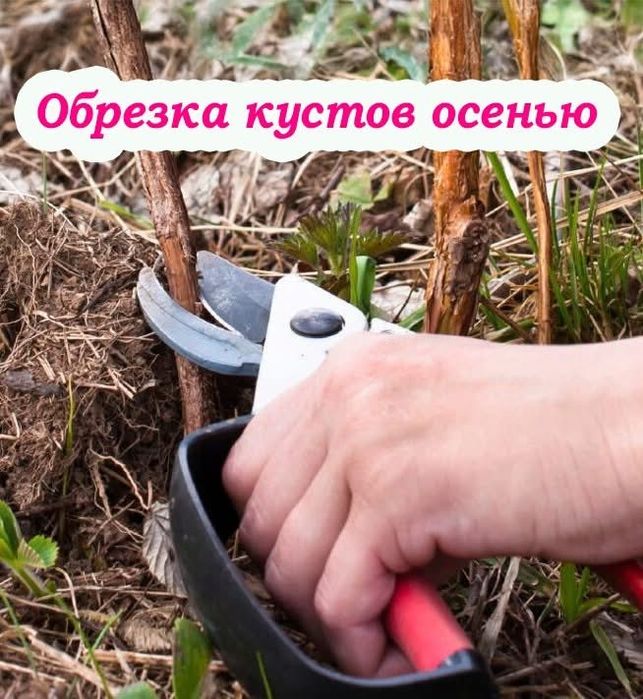 Осенняя обрезка плодовых деревьев