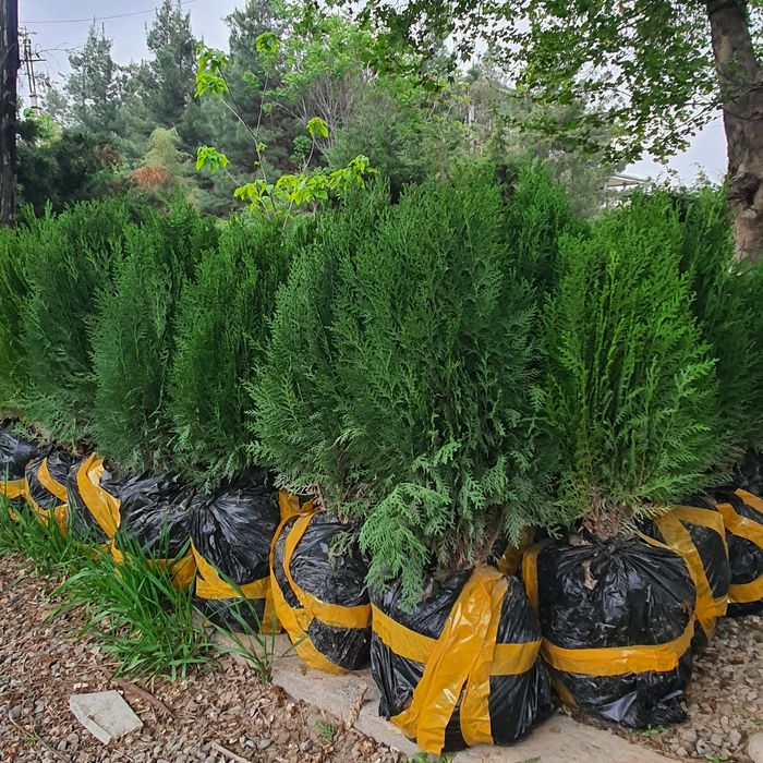 archa  арча туя tuya