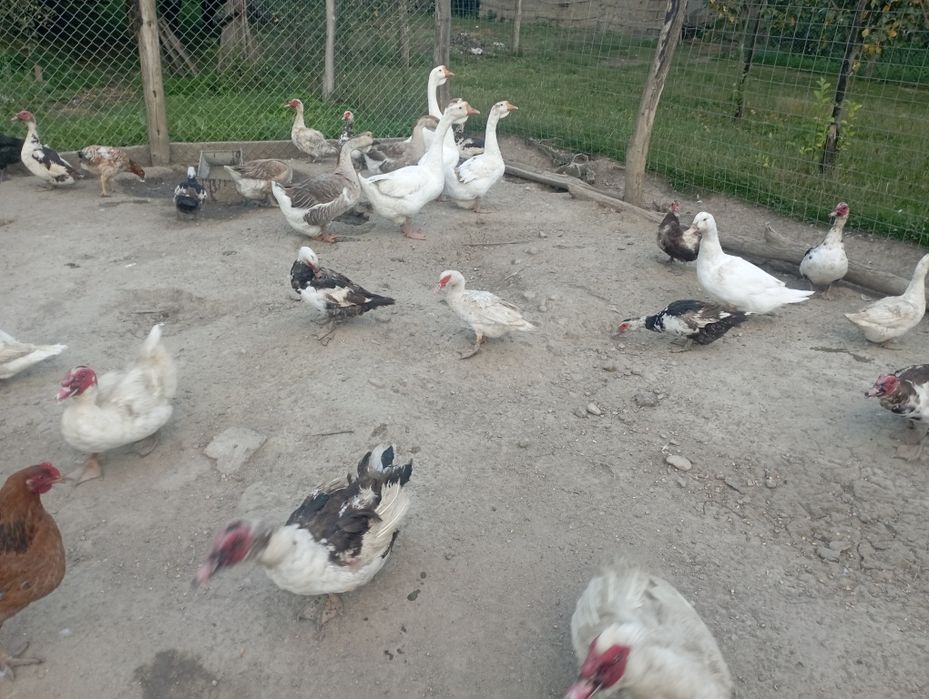 Gâște și rate leșești de casa