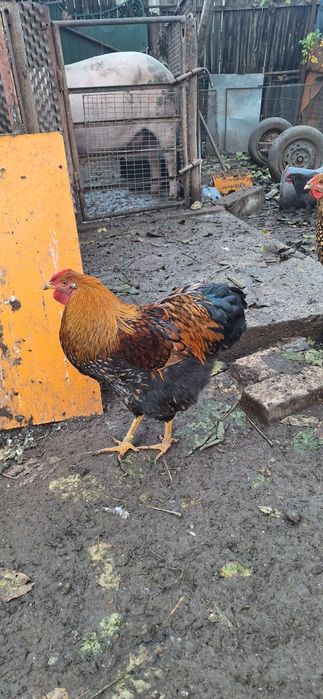 Găini  Wyandotte/AUSTROLOP