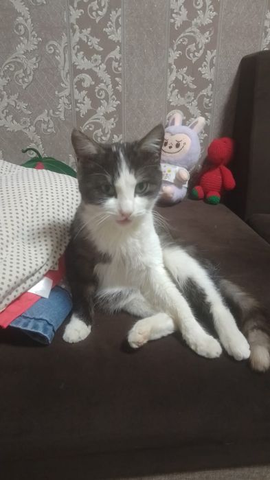 Котенок мальчик 5-6 мес в добрые руки!