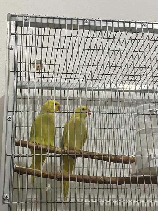 Papagal Micul Alexander (De vanzare)!