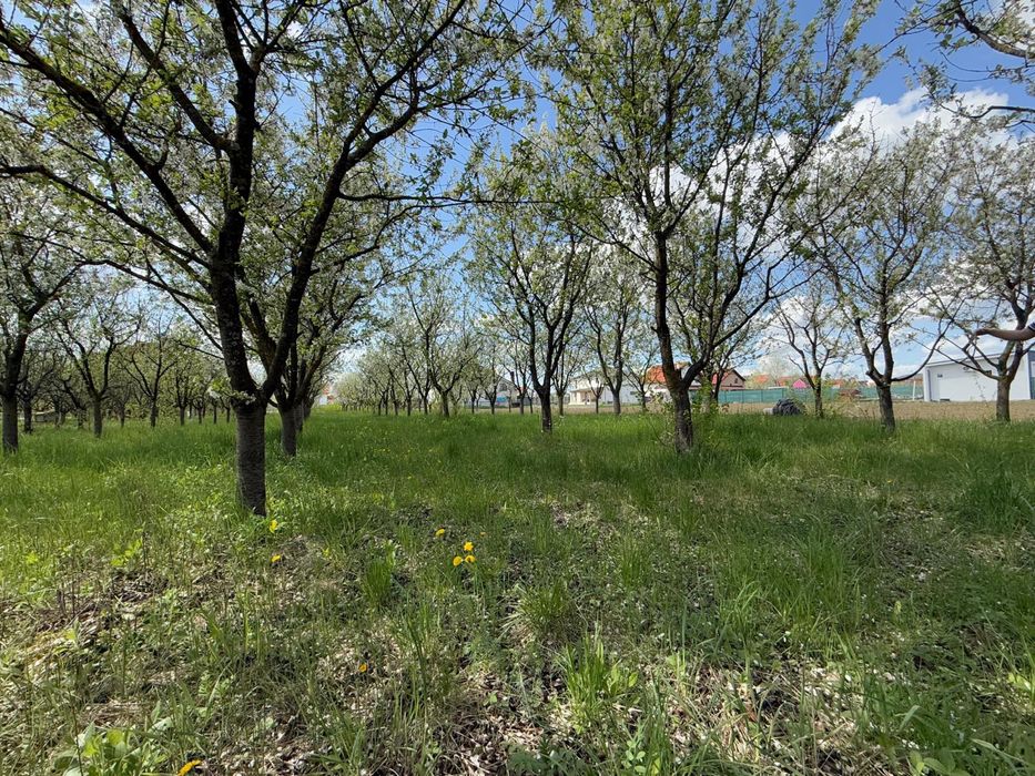Teren cu livada de vanzare! In Paulesti