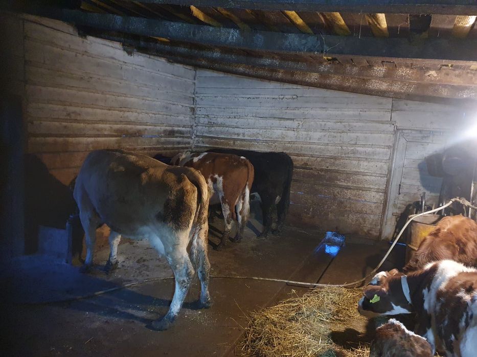 Vând 6 vaci bune de lapte