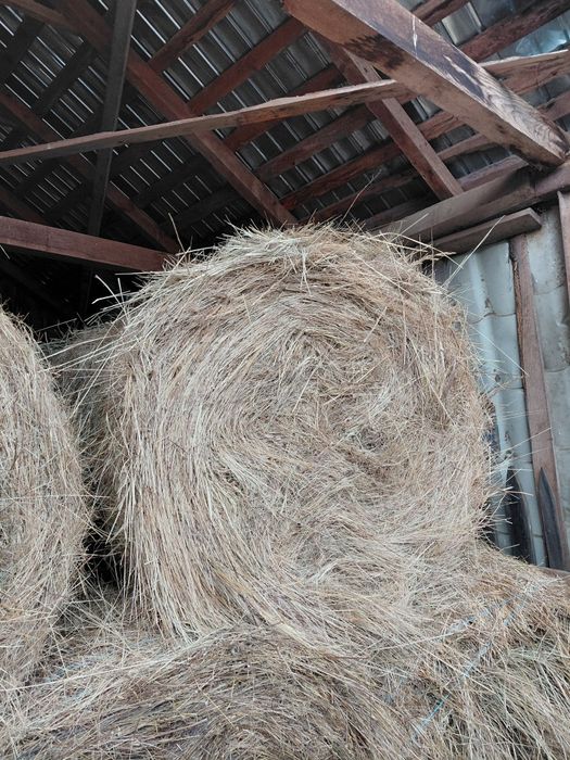 Baloti rotunzi de fan