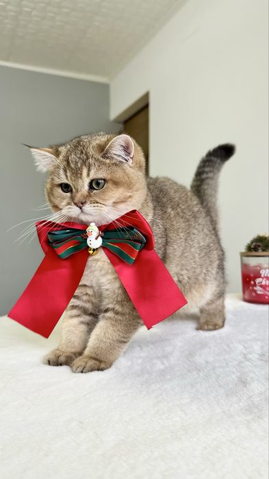 Baietel British Shorthair Chinchilla Gold - cu certificat pedigree !