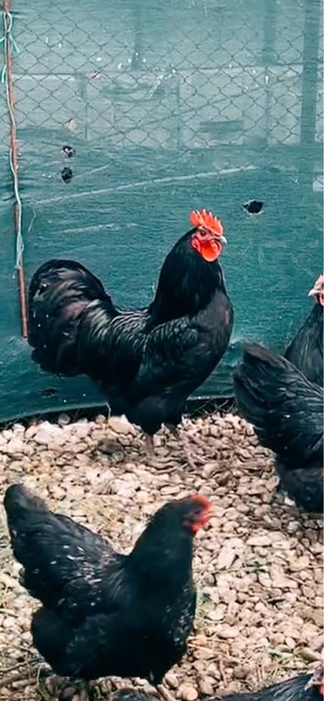 pui  australorp . Si oua consum sau de incubat