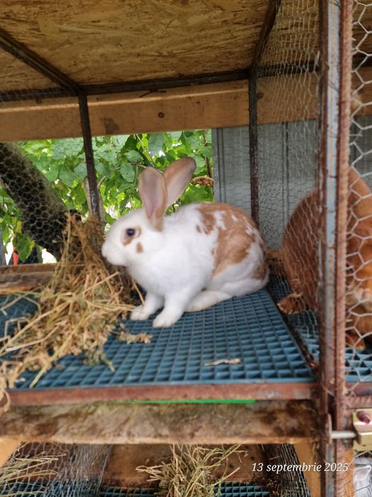 Vând iepuri frumoși și sănătoși