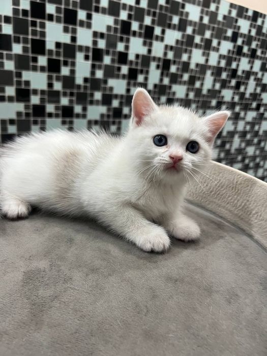 Породыстый котенек
