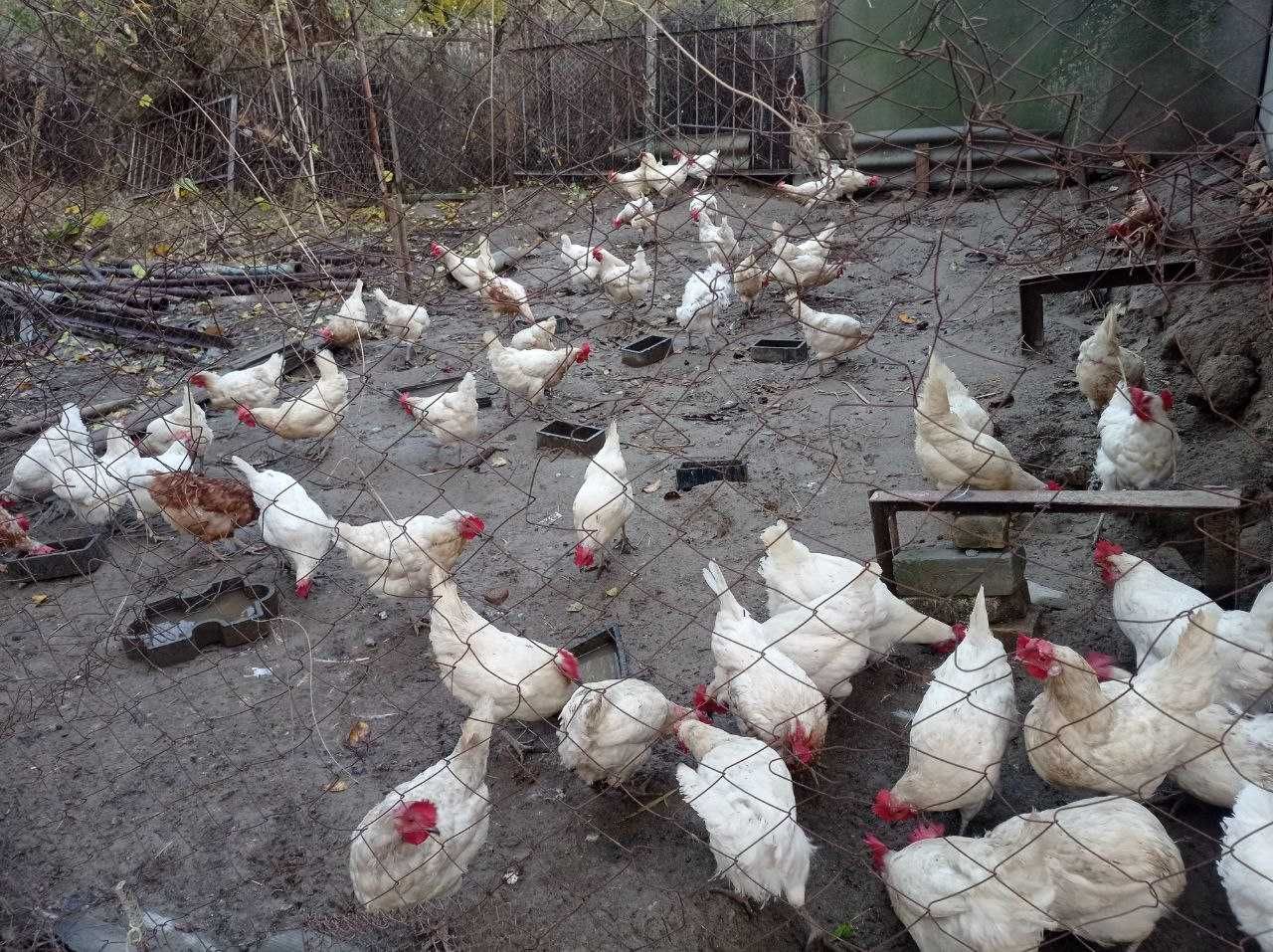 Sendi parodali Tovuqlar
