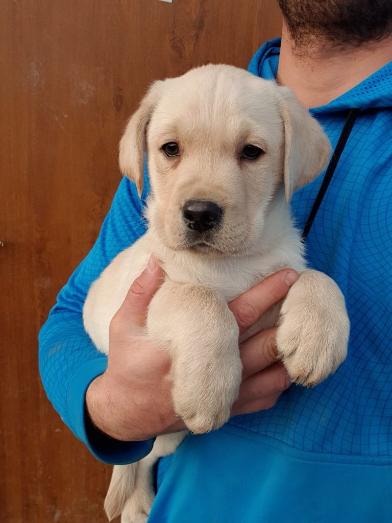 Labrador retriver