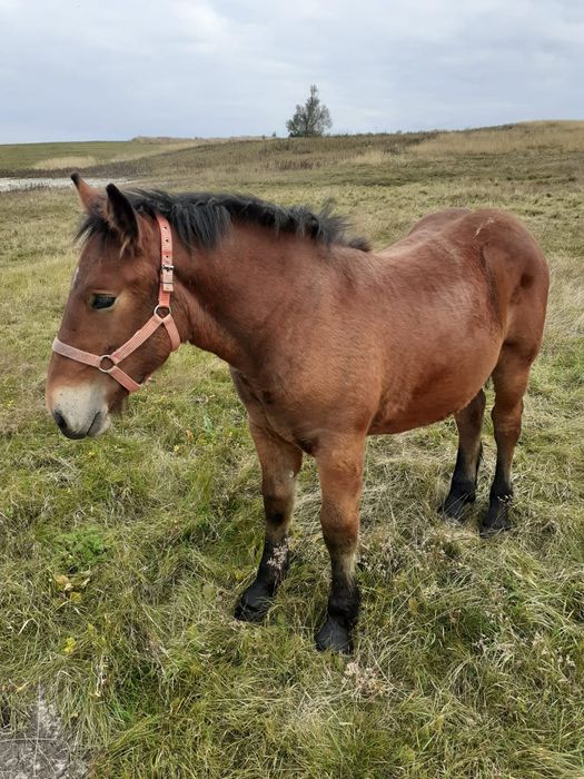 Mânză 4 luni, iapă 4 ani