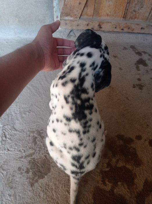 Chiroyli Dalmatin kuchuk bolasi sotiladi