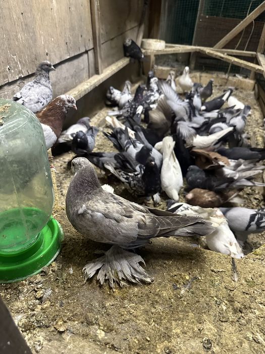 Kaptarla sotiladi optimga hammasi arzon narxlada