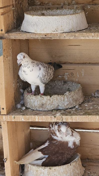 Vand Porumbeii voiajori culori rare