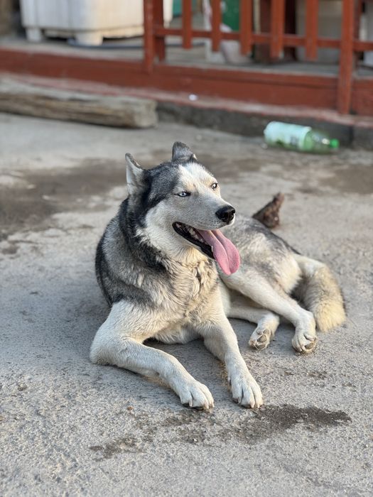Ит жогалды,хаски