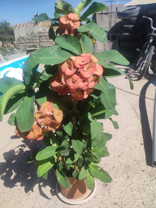 Комнатные цветы Малочай миля