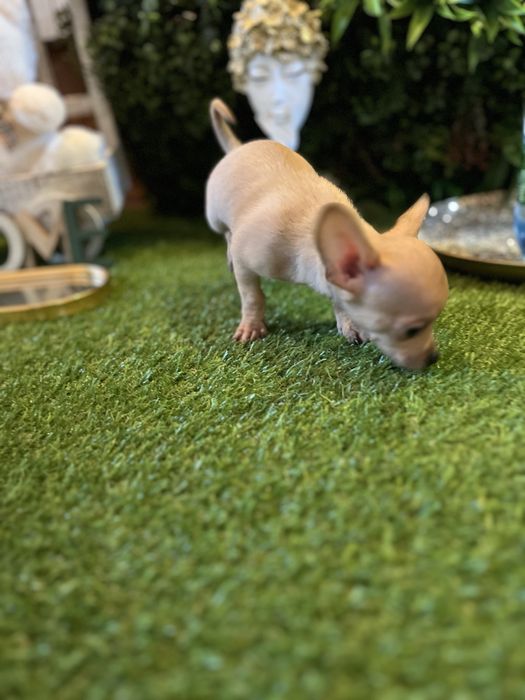 Baietel Chihuahua mini