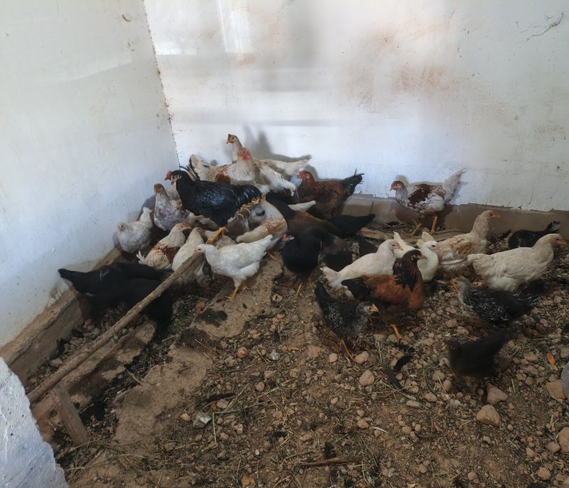 Товуклар сотилади