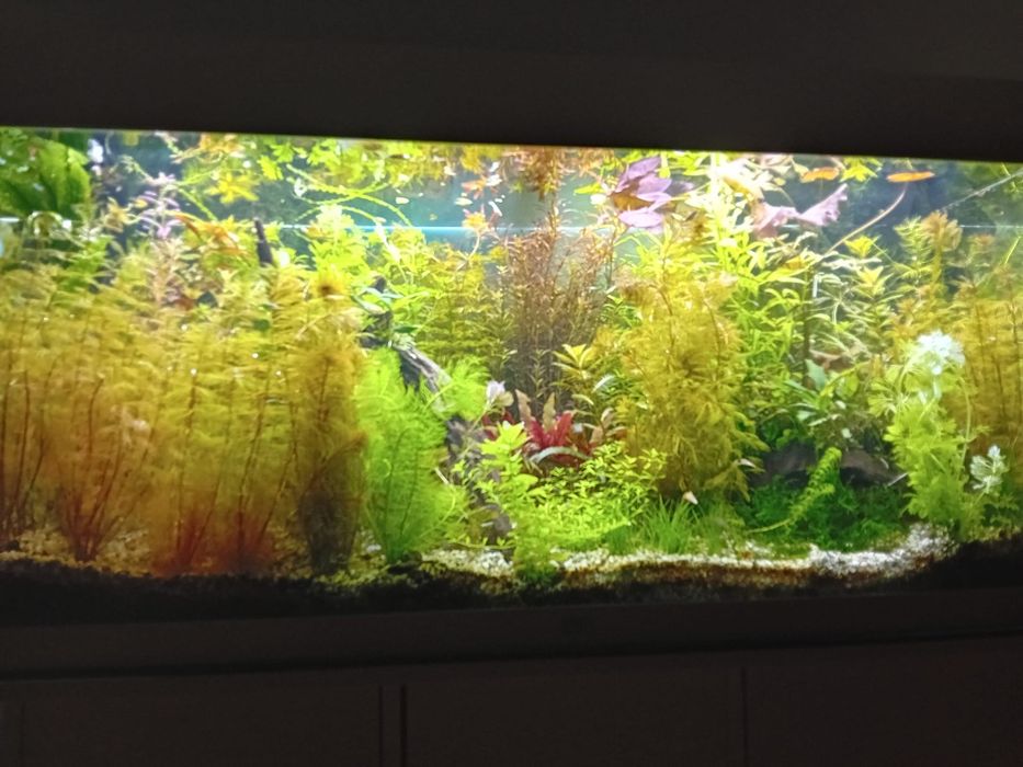 Plante acvariu Constanța